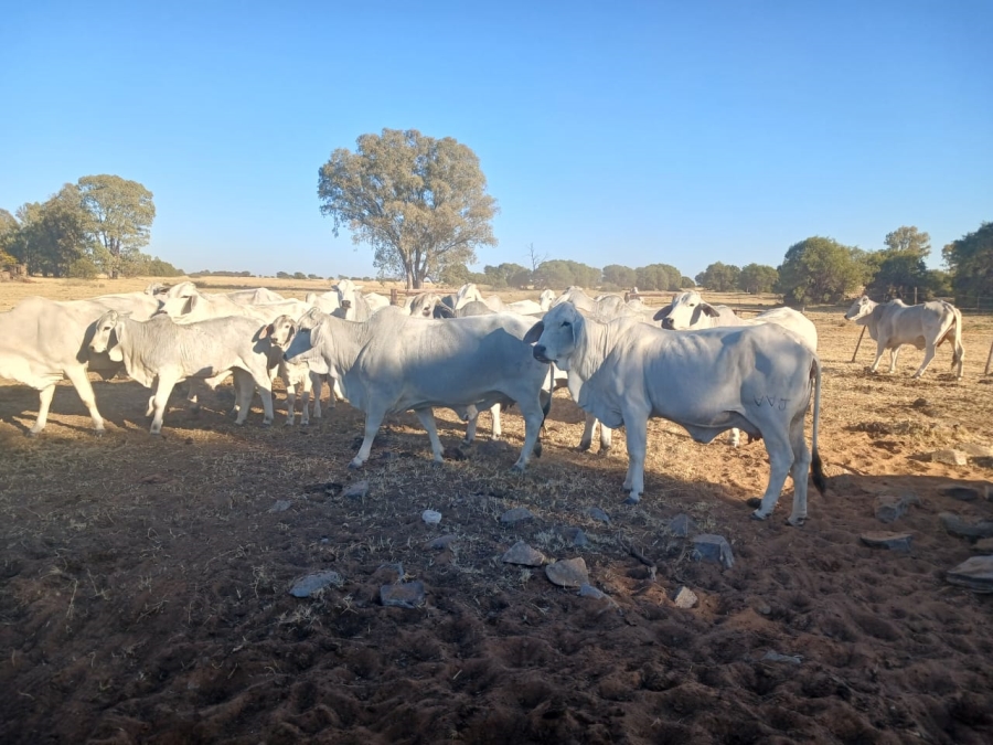  Bedroom Property for Sale in Vryburg Rural North West